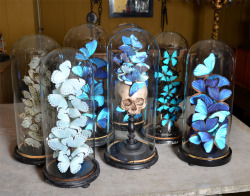 glitterandghouls: Glass domes mounted with collections of butterlies or plaster vanities. 