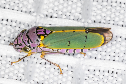 onenicebugperday:Purple sharpshooter, Oncometopia alpha, CicadellinaeFound in the southwestern Unite