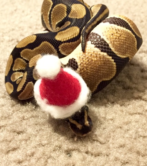 sir-isaac-snewton:Happy Snolidays from Bumble!