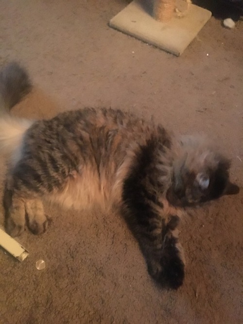 and also leia who is Lorge and likes to Run a lot