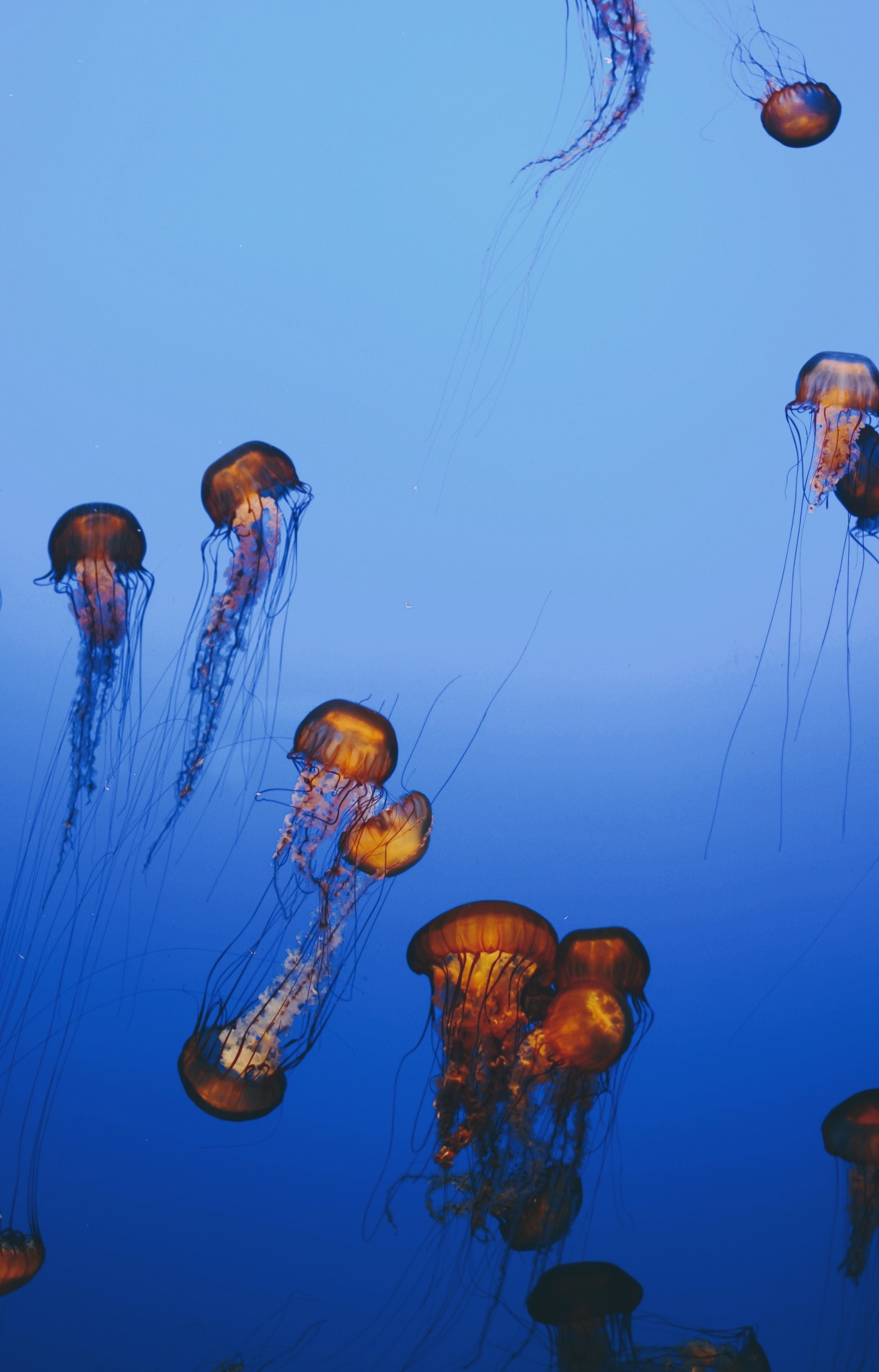 sassafranski:  jellies