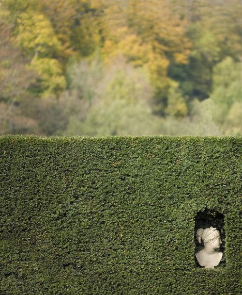 lapetitecole:head in a hedge by Stu Mayhew on Flickr