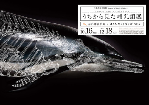 artmonia:  Composition of Mammals by Wataru Yoshida Wataru came up with an idea of a mock exhibition posters, The Composition of Mammal’s, at the National Museum of Nature and Science, Tokyo, which studies the anatomy of mammals with displays of taxidermy