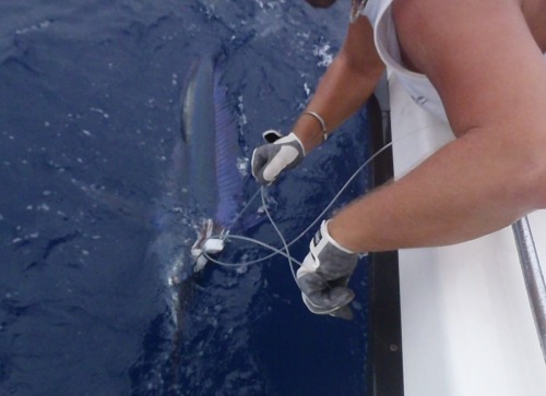 Petit marlin bleu pris sur Madcorner en Guadeloupe