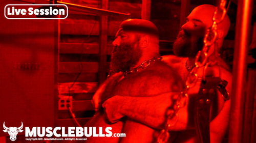 The Bulls are going LIVE! We will soon start offering live session for our loyal fans. You will see 