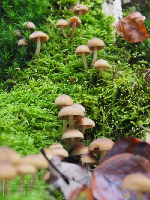 shroomlings:  Time to show you another beautiful mushroom castle…