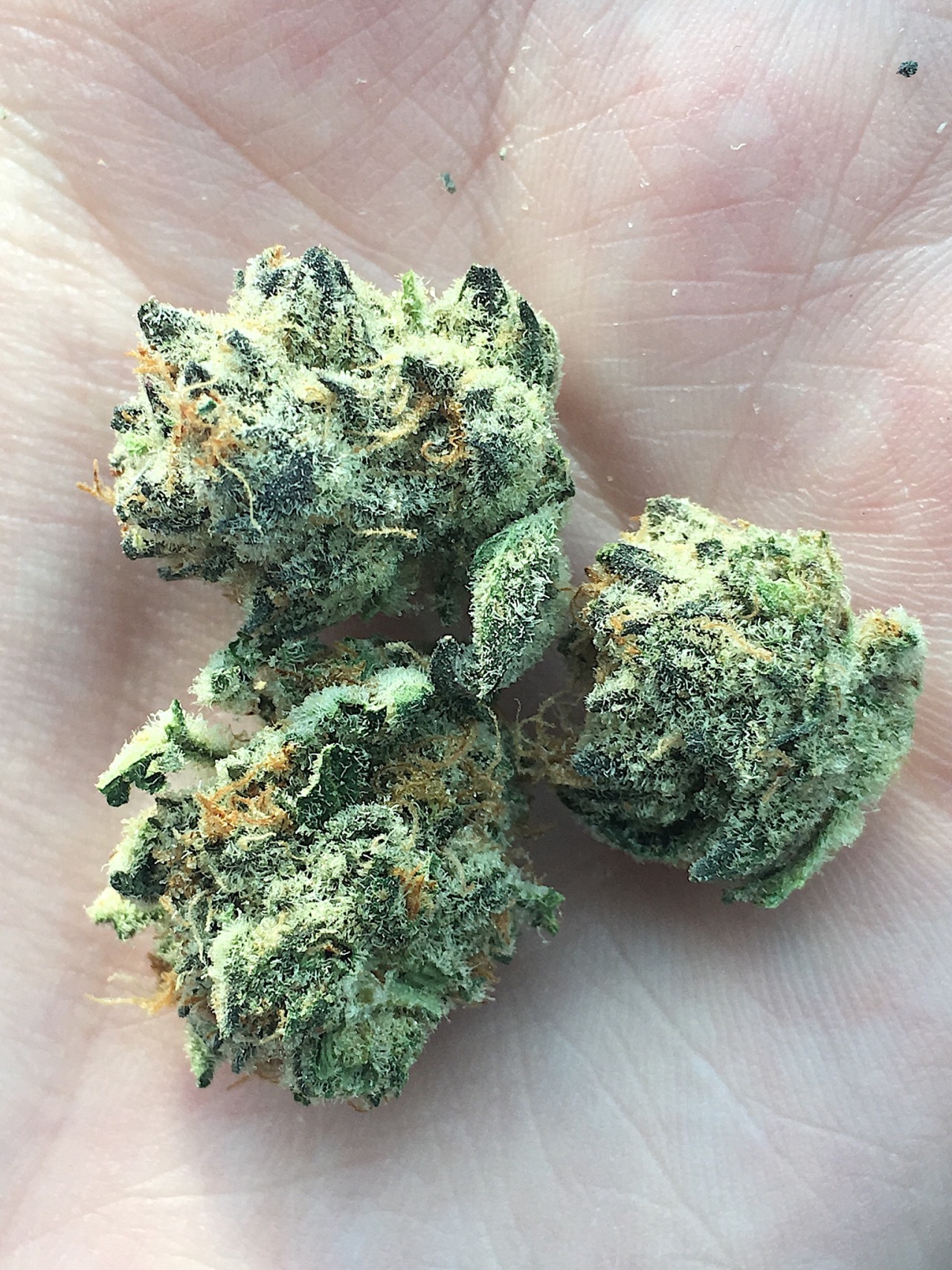 sinistersmokes:strain: mint chocolate chip cookies 🍪