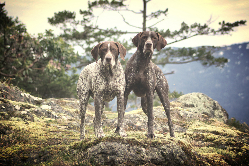 dubster:  sunday best (by waltimar)