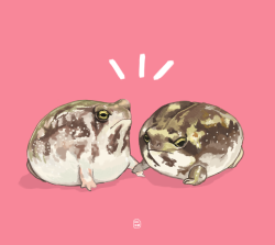 medlau:a pair of squeaky desert rain frogs