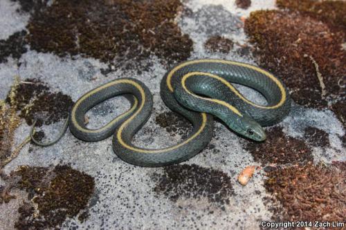 zacharge: Garter Snakes of the San Francisco Bay Area 1. Diablo Garter Snake (Thamnophis atratus zax