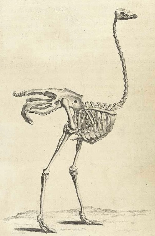 magictransistor:  William Cheselden, Osteographia (The Anatomy of Bones), London, 1733.