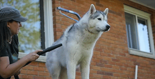 Snow Dogs Vlogs - MAKE THE ALL FLOOFY