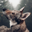 wuffdog