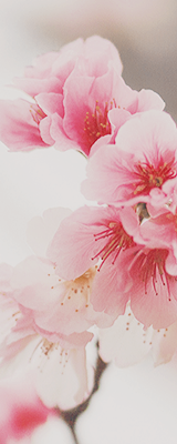 yuffii:  sakura (by amberyu) 
