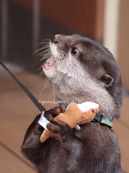 maggielovesotters:Otter loves his new otter toyFrom parus_mnr:twitter.com/parus_mnr/status/5