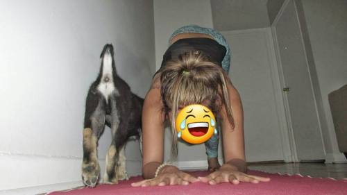 #YogaBloopers haha This is Jix just casually walking on my mat while I try to do pincha! Lol He&rsqu