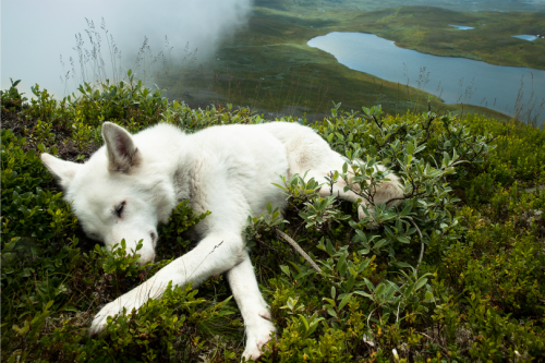 tulipnight:  Rolling Mist by Eva Mårtensson 