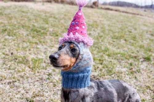 figdays:    Small Dog Birthday Party Hat // LuckyFoxKnits