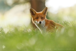 Young Red Fox by thrumyeye 