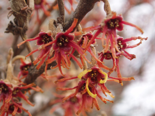 Hamamelis vernalis