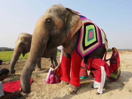 merelygifted: Local women make colourful jumpers for formerly abused animals after staff at conserv