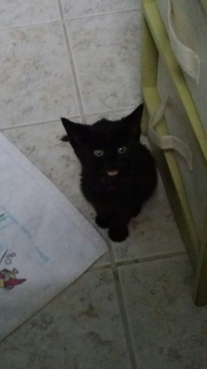 cuteanimalspics: My rescue kitty that follows me everywhere is very black. Her…