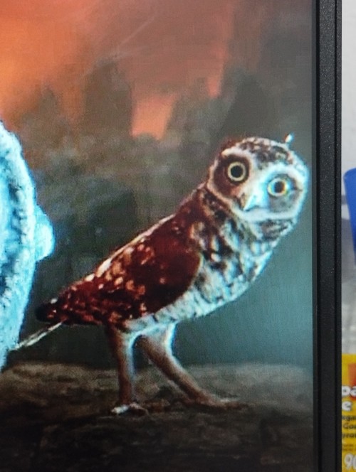 This Owl Is Going To Put Me In Therapy Someday