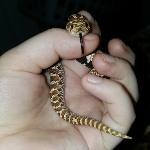 Noodle, the western hognose.