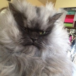 colonelmeow:  Colonel Meow passed away yesterday evening. I will post more about the details when I’ve had a few days to grieve. Thank you so much for your understanding, Minions. Your love and support has meant the world to us both. -Slave Beast