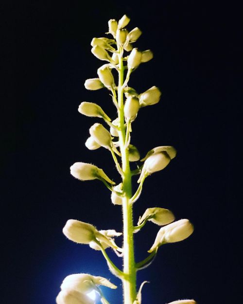 Delphinium with bonus moonlight. . #gardening #delphinium #plant #planting #flowers #horticulture #g