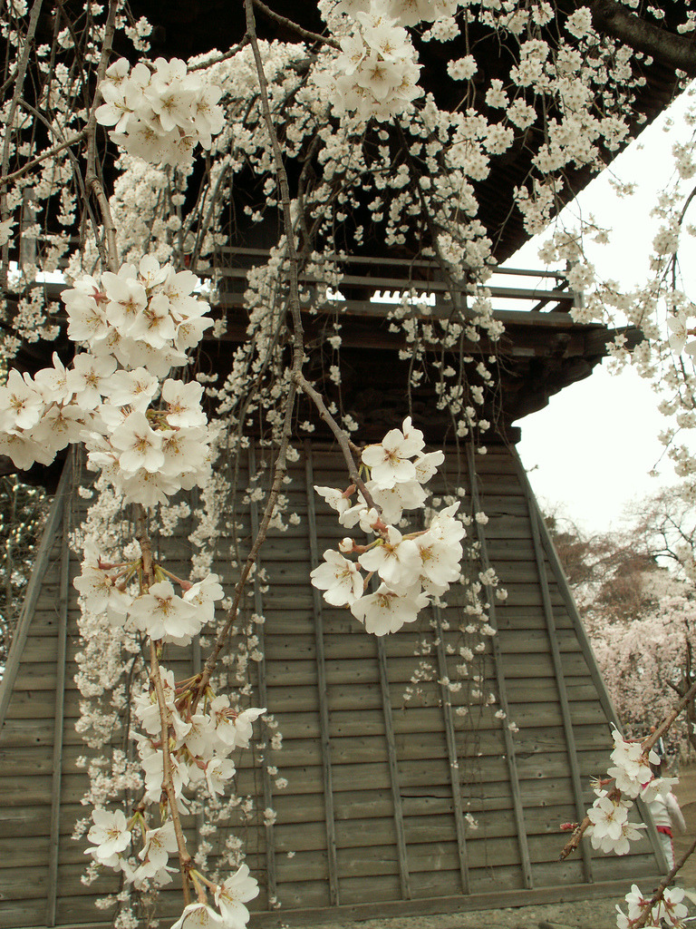 kvnai: Jigenji Temple by   Morgan BoycoShidarezakura (weeping cherry blossoms)