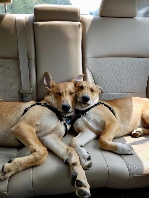 doggopupperforpres: They’re ready to go home.