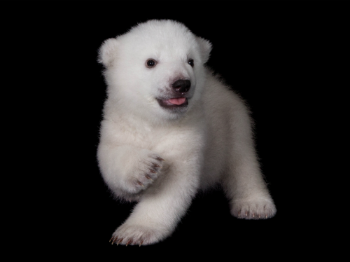 mborgomani:  The Cutest Polar Bear Cub in the World 