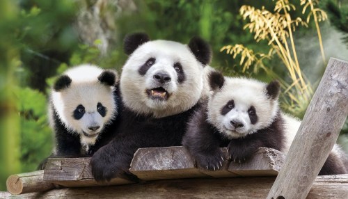 Pandas