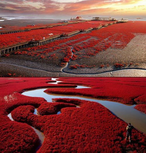 odditiesoflife:Red Beach, ChinaRed Beach is located in the Liaohe River Delta, about 30 kilometers s