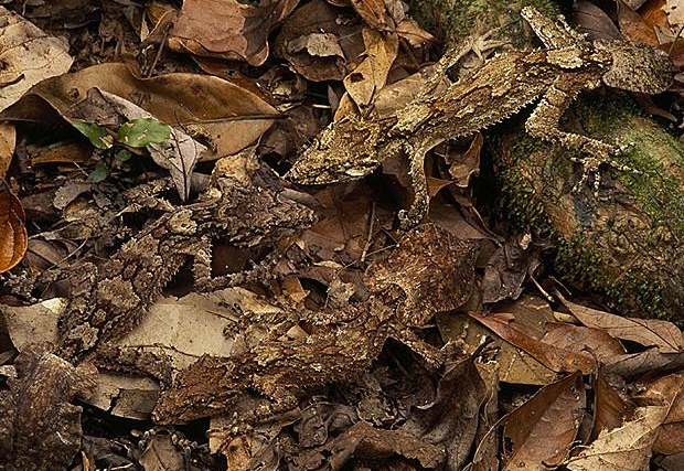 nubbsgalore:  &ldquo;dead leaves and the dirty ground, when i don’t know you’re