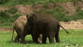 sizvideos:  Baby elephants play fight - Video 