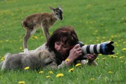 sixpenceee:  A photographer, Liba Radova, is approached by a baby deer and baby wolf while out in the field. I believe these animals were orphans she was taking care of.More interesting posts here: @sixpenceee