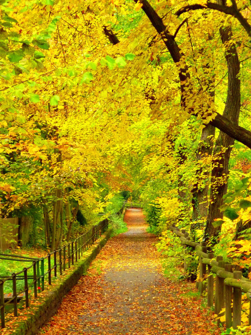 mistymorningme: Yellow Autumn by Mathias Liebing