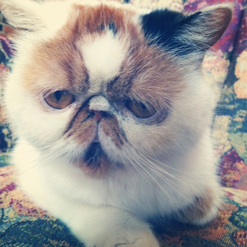 the most adorable smushed-face persian / exotic shorthair, Esther the Smush!!! submitted by (via cle