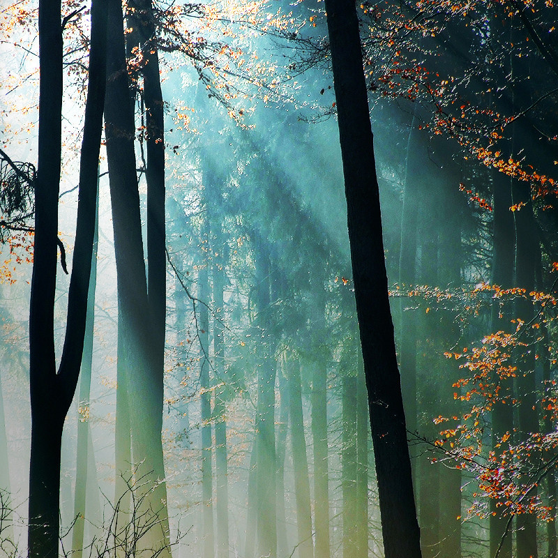 A Nature Blog