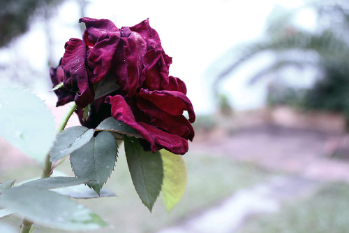 gustavoburela:  Titulo: Flores I 
