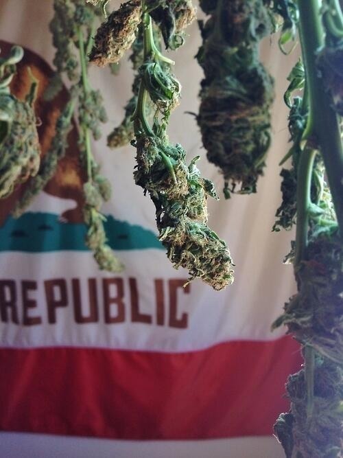 thatsgoodweed:  To the Republic of California, Thank you for helping lead the way