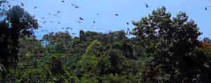 harrietjones1066:The Bridge on the River Kwai (1957)  -  Colours 2 of 2I like how it’s everyone’s pr
