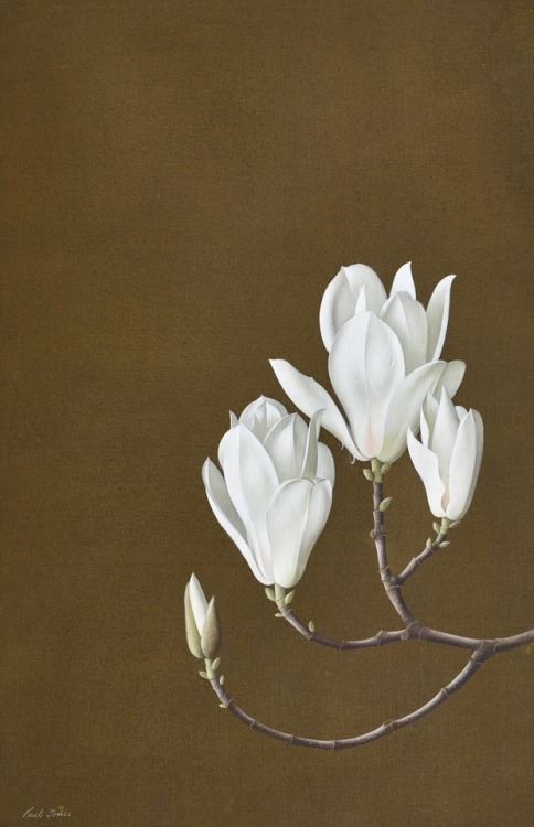 thunderstruck9:
Paul Jones (Australian, 1921-1998), Magnolia Denudata. Gouache on paper, 54.5 x 35 cm. 
