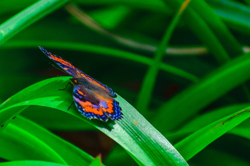 onenicebugperday: Summer (blue) and winter (red/orange) color morphs of the southern gaudy commodore butterfly, Precis octavia spp. sesamus, native to Africa Photos by lyleconrad   