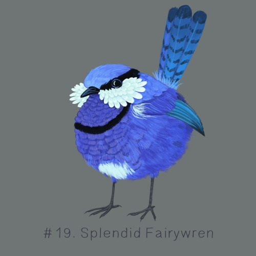 100 Weird BirdsHey friends, I fell behind on posting a weird bird a day on tumblr, so here are some 