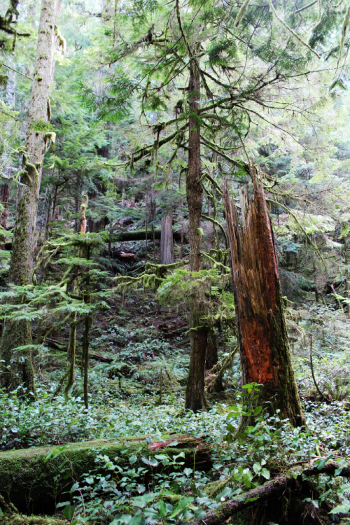 bright-witch:Persephone’s Sanctuary◈ Pacific Northwest photography by Michelle N.W. ◈ ◈ Print 