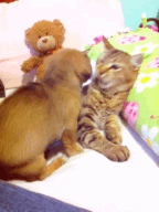 Bulletsthatreachmars:  Puppy Loves Kitty (Taken With Cinemagram) 