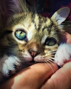 awwww-cute:  Boyfriend’s Mom’s kitten.